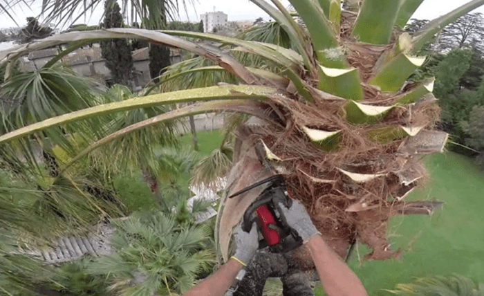 The Essential Guide to Palm Tree Removal in Melbourne The Essential Guide to Palm Tree Removal in Melbourne