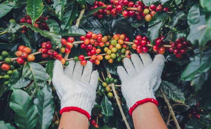 Promoting Indonesia’s Unique and Traditional Coffee Origins Promoting Indonesia’s Unique and Traditional Coffee Origins